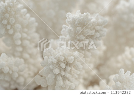Decorative white coral texture 113942282