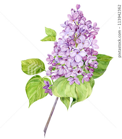 Watercolor illustration of lilac. Branch of purple syringa with leaves, flowers and buds. Fragrant spring flower on a white background. Botanical illustration for wedding invitation, greeting card. 113942362