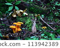small mushrooms in the forest 113942389