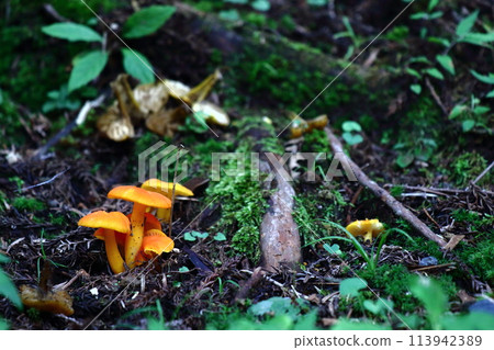 small mushrooms in the forest small mushrooms in the forest 113942389