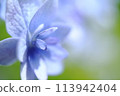 blue flower. 113942404