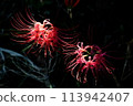 A cluster amarylas flowing in black back 113942407