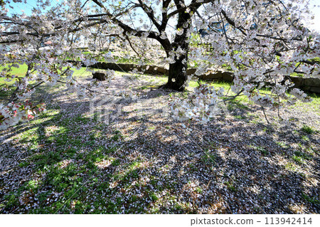 小田原城雙塔遺址附近的一棵大櫻花樹 113942414