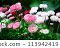Cute pink flowers 113942419