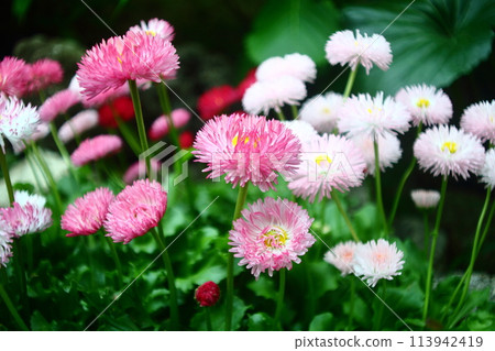Cute pink flowers Cute pink flowers 113942419