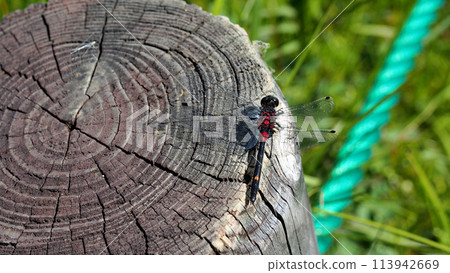 Dragonfly on a stump Dragonfly on a stump 113942669