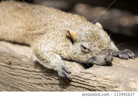 Dozing squirrel 113942817