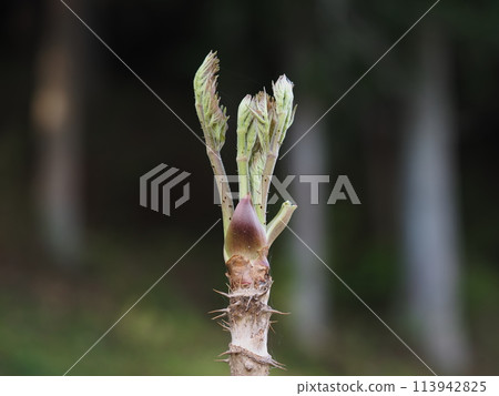 野菜之王:鱈魚芽 野菜之王:鱈魚芽 113942825