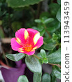 盛開的馬齒莧桃紅與白色相間花朵 113943459