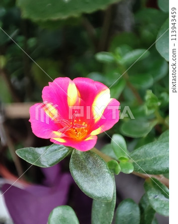 Purslane pink and white flowers in bloom 113943459
