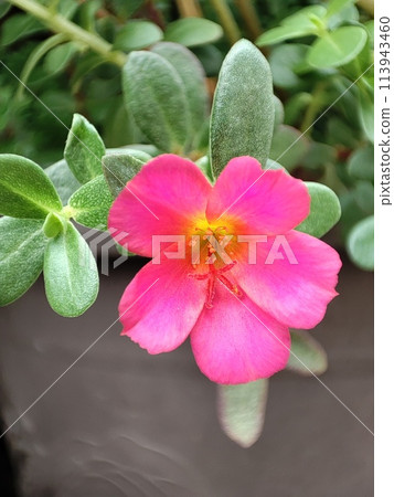 Close-up of pink purslane flower Close-up of pink purslane flower 113943460