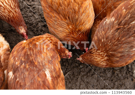 red brown domestic chickens hens peck on ground, close-up top view. free range flock of chicken on organic farm or countryside yard red brown domestic chickens hens peck on ground, close-up top view. free range flock of chicken on organic farm or countryside yard 113943560