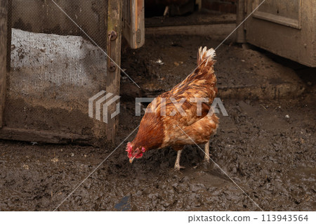 free range red brown chicken hen on wet ground on organic farm 113943564