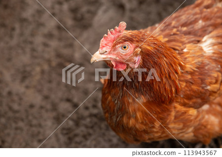 domestic hen looking at camera. head, eye, beak, portrait of red chicken against backdrop of wet earth. free range chickens 113943567