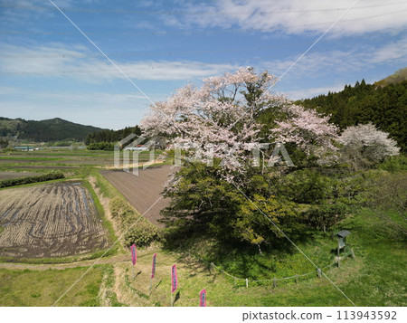 Yagi no Kaya cherry blossoms in full bloom 113943592