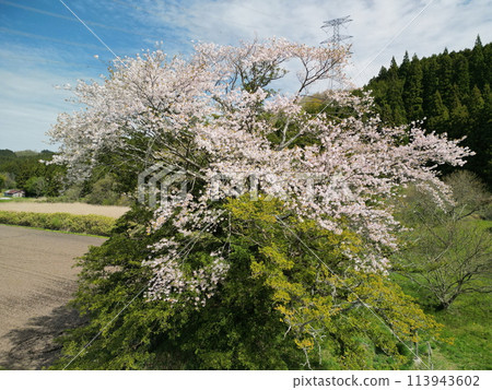 八木之加屋櫻花盛開 八木之加屋櫻花盛開 113943602