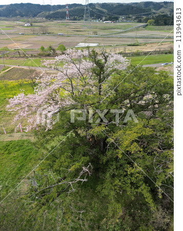 八木之加屋櫻花盛開 八木之加屋櫻花盛開 113943613