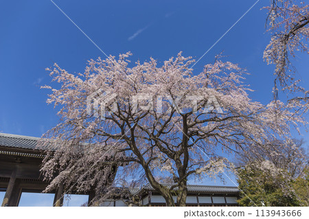 垂枝櫻花 東後寺 春天的陽光照射下的垂枝櫻花 113943666