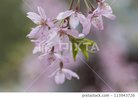 Weeping cherry blossoms - Weeping cherry blossoms illuminated by the spring sunlight - Okunitama Shrine 113943726