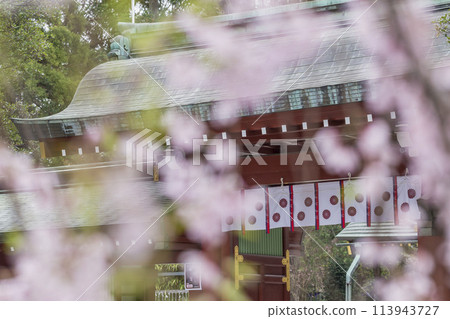 Weeping cherry blossoms - Weeping cherry blossoms illuminated by the spring sunlight - Okunitama Shrine 113943727