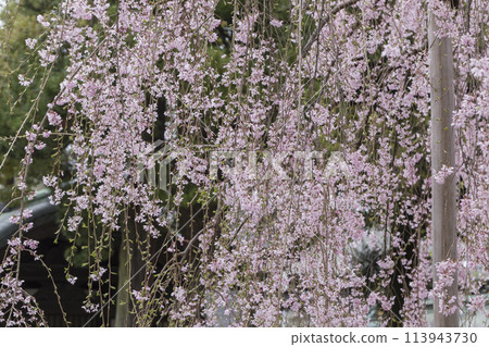 Weeping cherry blossoms - Weeping cherry blossoms illuminated by the spring sunlight - Okunitama Shrine 113943730
