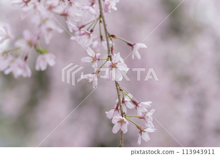 垂枝櫻花 春天的陽光照亮的垂枝櫻花 大國魂神社 113943911