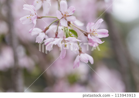 Weeping cherry blossoms - Weeping cherry blossoms illuminated by the spring sunlight - Okunitama Shrine 113943913
