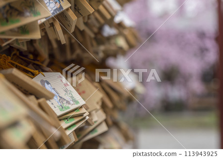 垂枝櫻花 春天的陽光照亮的垂枝櫻花 大國魂神社 垂枝櫻花 春天的陽光照亮的垂枝櫻花 大國魂神社 113943925