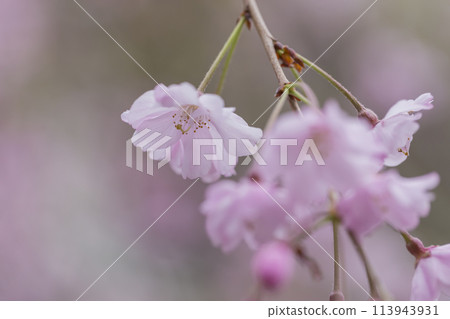 垂枝櫻花 春天的陽光照亮的垂枝櫻花 大國魂神社 113943931