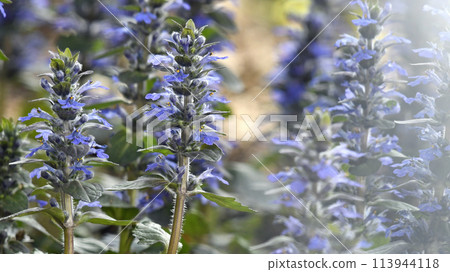 Ajuga reptans in full bloom (photo by Fix) 113944118