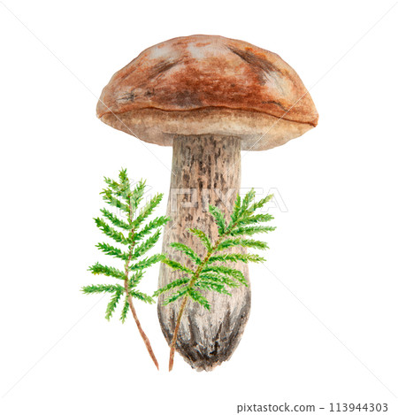 Wild mushroom and moss watercolor hand drawn botanical realistic illustration. Forest boletus isolated on white background. Great for printing on fabric, postcards, invitations, menus 113944303