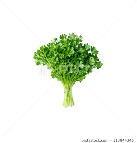 Fresh green parsley leaves delicate stems vivid color natural arrangement Food and culinary concept 113944346