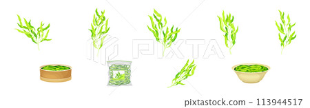 Green Hijiki Seaweed and Algae Plant Vector Set 113944517