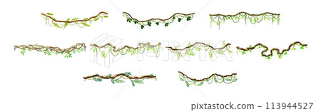 Tropical Hanging Jungle Liana Climbing Plant Vector Set 113944527