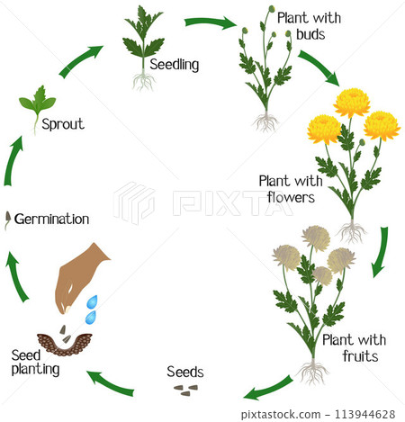 A growth cycle of a yellow chrysanthemums flowers on a white background. 113944628