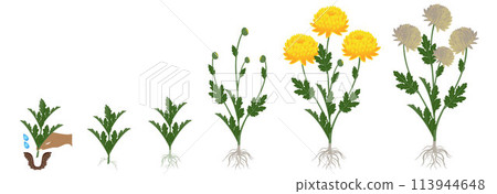 Cycle of growth of a yellow chrysanthemum flowers isolated on a white background. Cycle of growth of a yellow chrysanthemum flowers isolated on a white background. 113944648