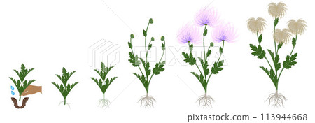 Cycle of growth of a needle chrysanthemum flowers isolated on a white background. 113944668