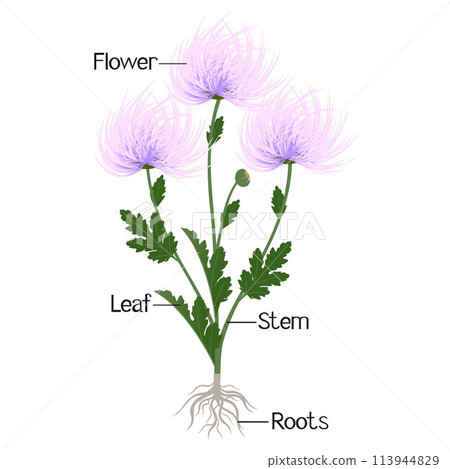 Parts of a needle chrysanthemum plant isolated on a white background. 113944829
