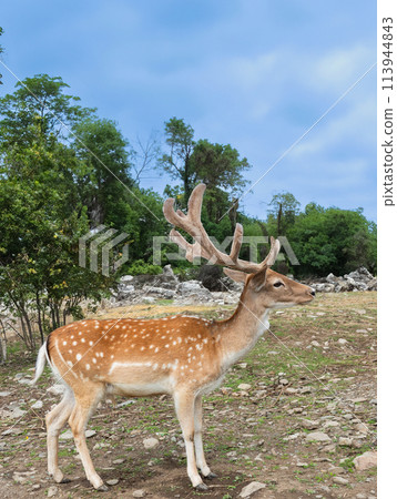 wild sika deer on a forest background wild sika deer on a forest background 113944843