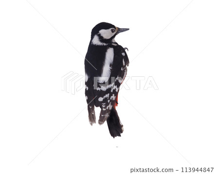 Great spotted woodpecker (Dendrocopos major) isolated on white background 113944847