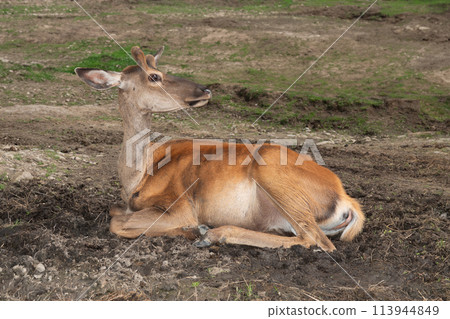 female deer lying on the ground 113944849