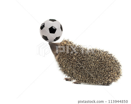 hedgehog holding a soccer ball isolated on a white background hedgehog holding a soccer ball isolated on a white background 113944850