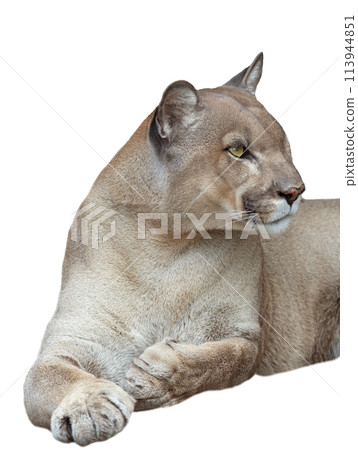 portrait puma isolated on white background portrait puma isolated on white background 113944851