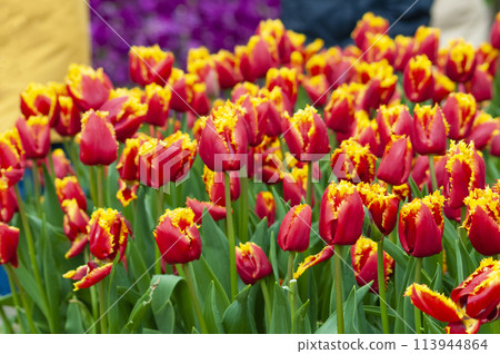 Keukenhof park of flowers and tulips in the Netherlands. Beautiful outdoor scenery at Holland 113944864