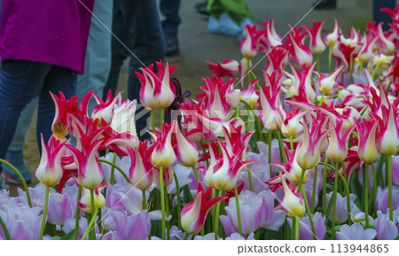 Keukenhof park of flowers and tulips in the Netherlands. Beautiful outdoor scenery at Holland Keukenhof park of flowers and tulips in the Netherlands. Beautiful outdoor scenery at Holland 113944865
