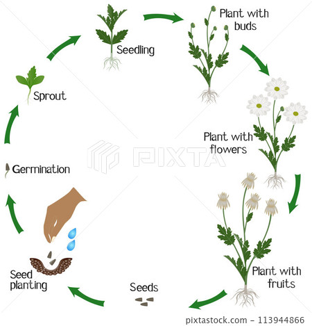 A growth cycle of a chamomile chrysanthemums flowers on a white background. 113944866