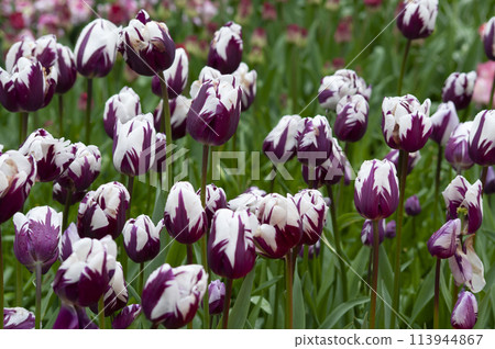 Keukenhof park of flowers and tulips in the Netherlands. Beautiful outdoor scenery at Holland 113944867