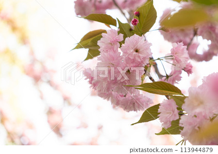 Pink delicate flowers of Japanese cherry blossom, copy space for text Pink delicate flowers of Japanese cherry blossom, copy space for text 113944879