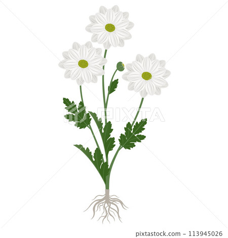 Chamomile chrysanthemum plant with flowers and roots on a white background. 113945026