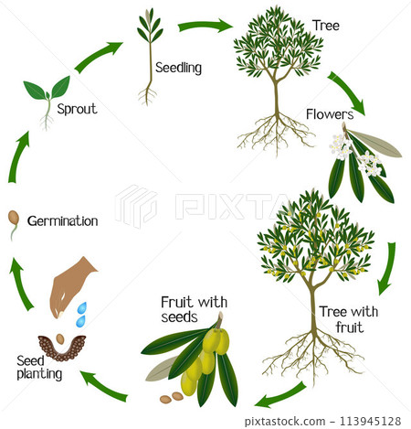 A growth cycle of a olive tree on a white background. A growth cycle of a olive tree on a white background. 113945128